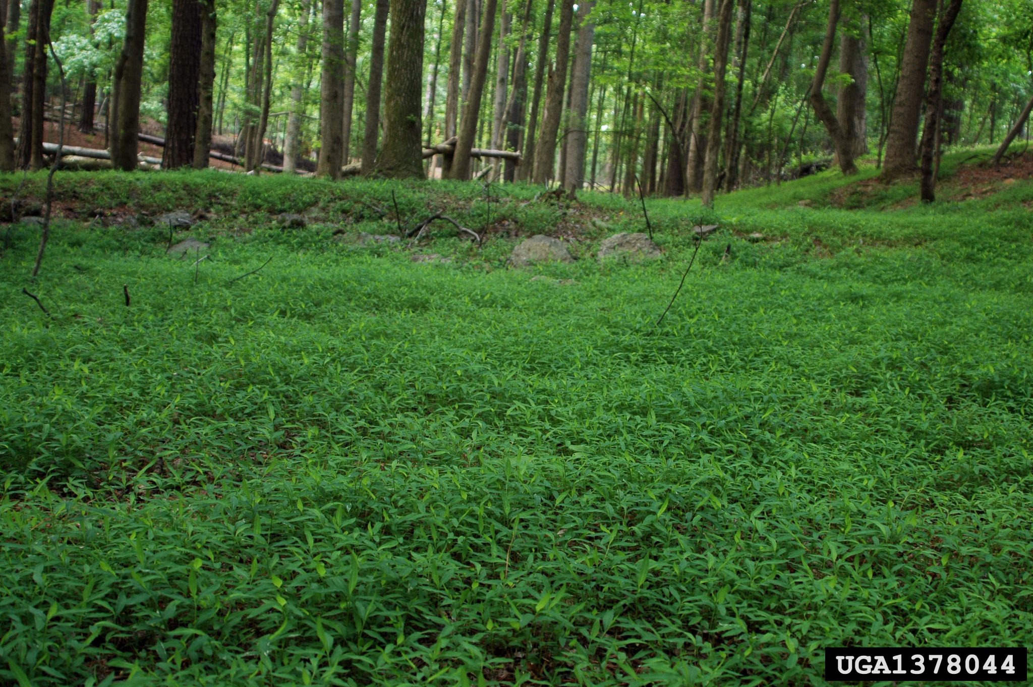 Japanese stiltgrass