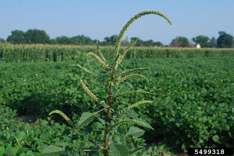 Palmer Amaranth--Pigweed