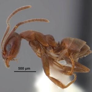 Figure 2. Argentine ant. Photo by Joe MacGown.