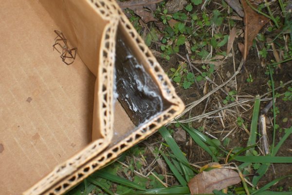 Figure 4. A good example of a brown recluse’s flat web in the corner of a stored box. Note the dead brown recluse inside the box. (Photo credit: Amber C. Marable)