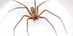 Figure 1. Brown recluse spider with a violin shape on the cephalothorax. Female on top; male on bottom. (Photo credit: Richard Vetter and Matt Bertone, North Carolina State University)