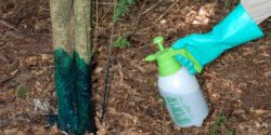 A person using the basal bark herbicide treatment on an invasive plant.