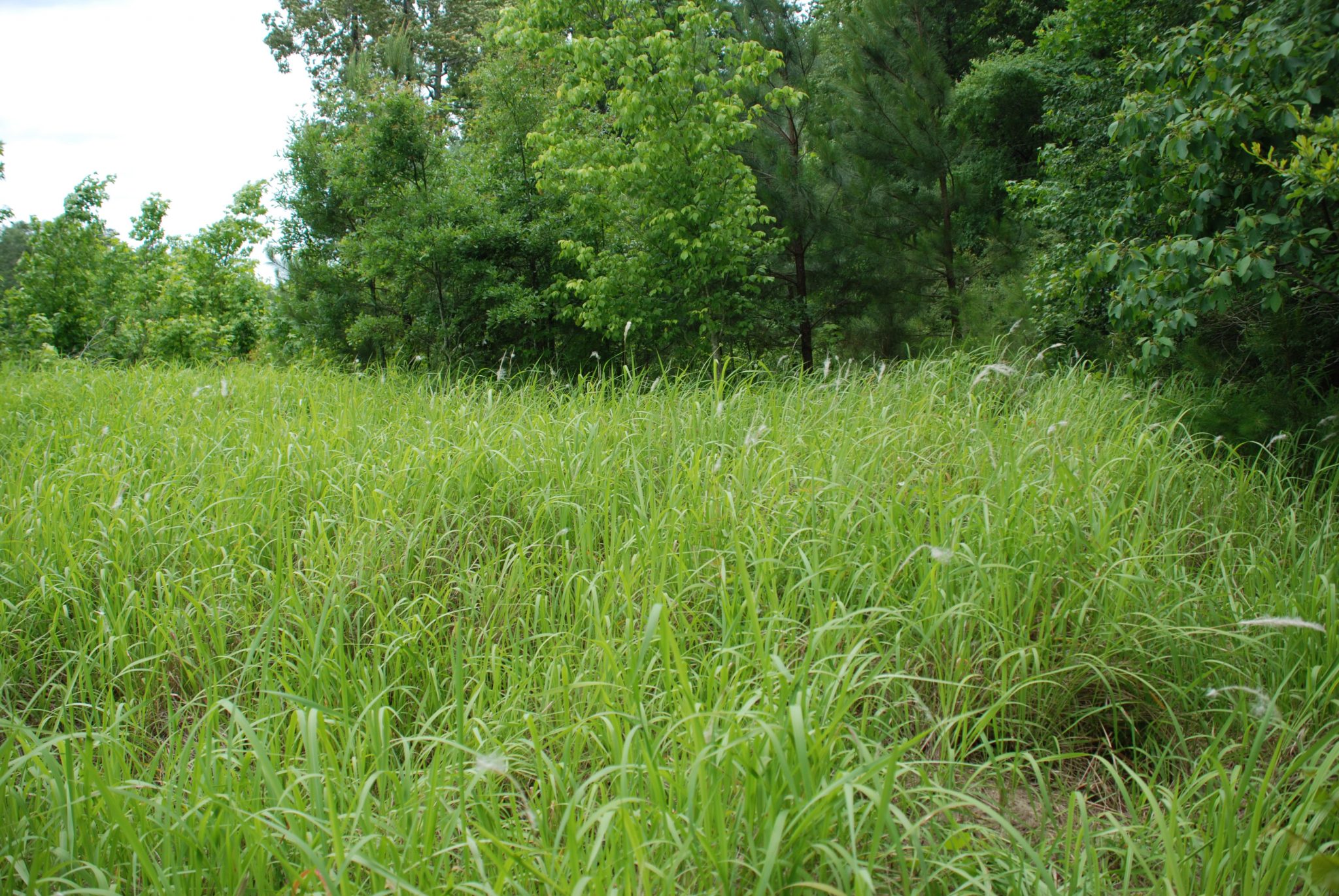 Figure 2. Cogongrass infestation showing the typical yellowish green color of the leaves.