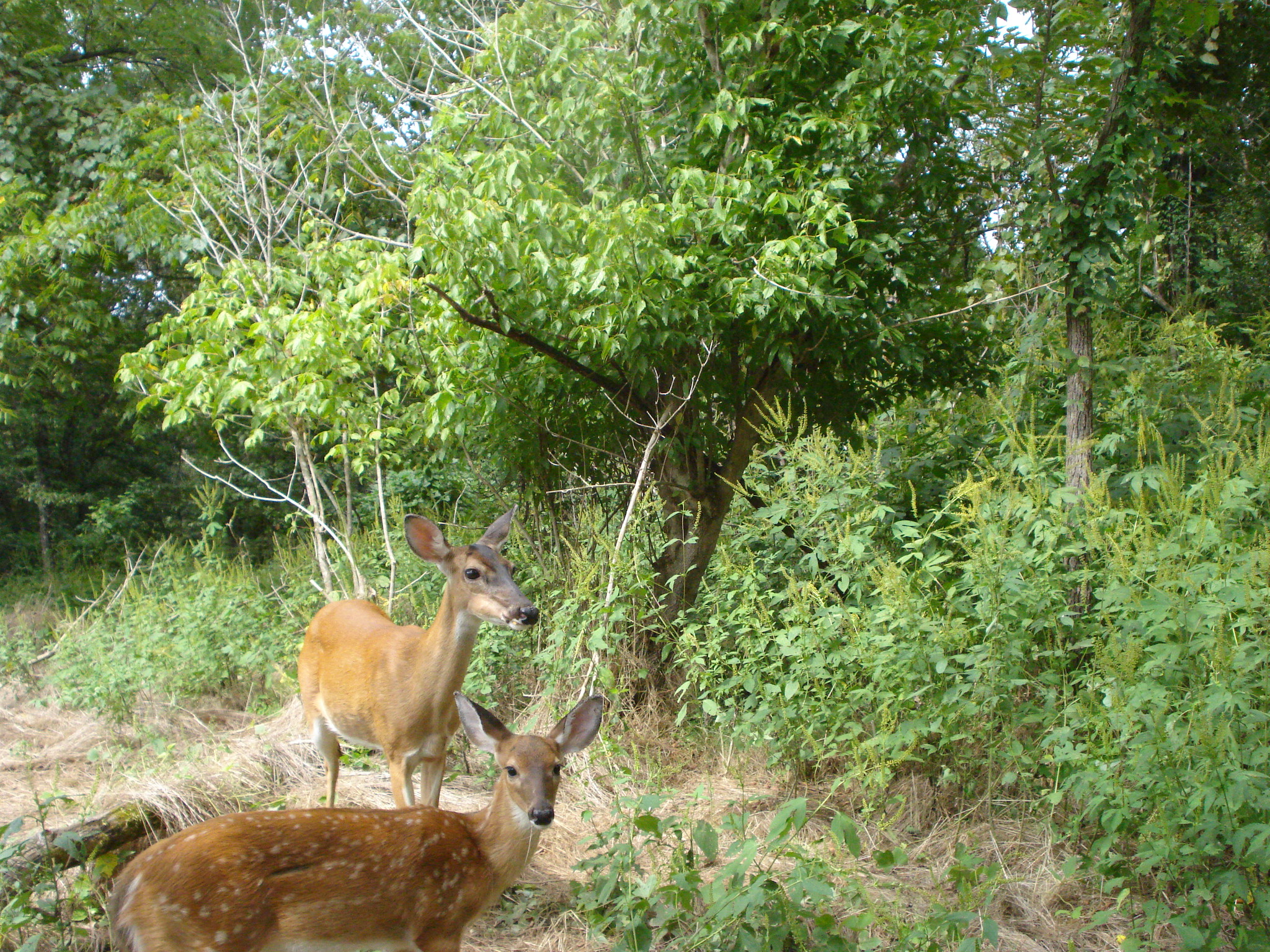 Doe & Fawn from game camera. Mark Smith