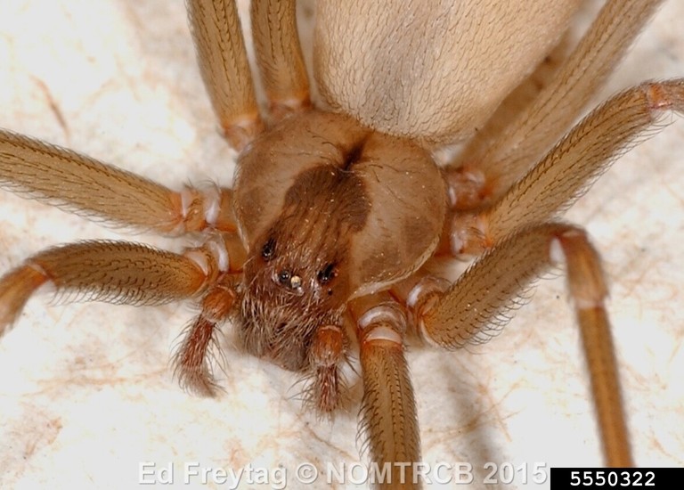 Alabama Spider Identification Chart