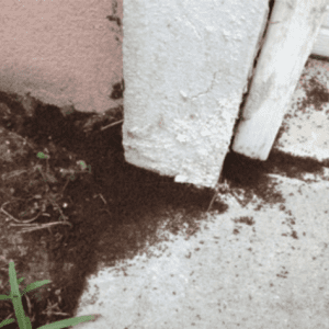 Figure 3. Dead tawny crazy ants commonly collect in corners and along walls on the outside of infested structures, and is a telltale sign of infestation.