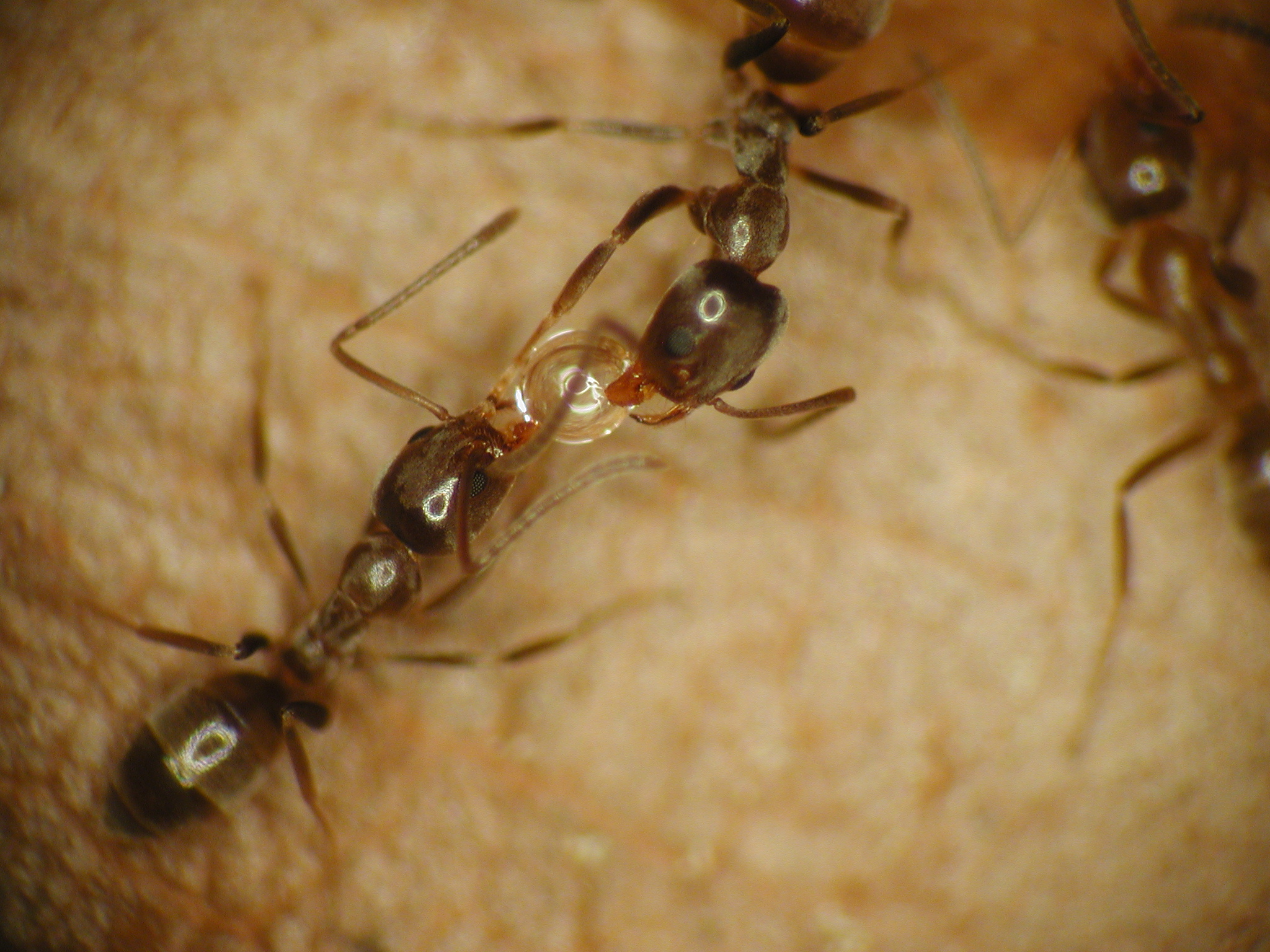 Figure 5. Ants exchange food in a process known as trophallaxis.