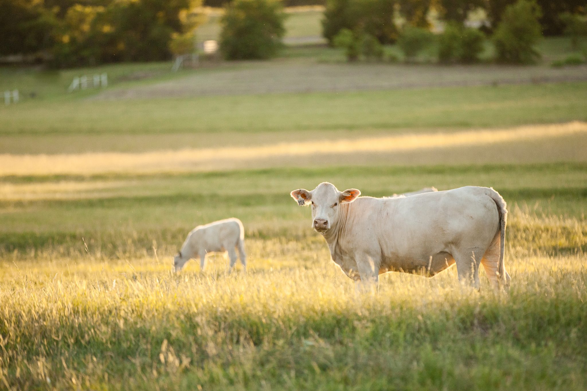 Cow - calf pair standing in a pasture.
