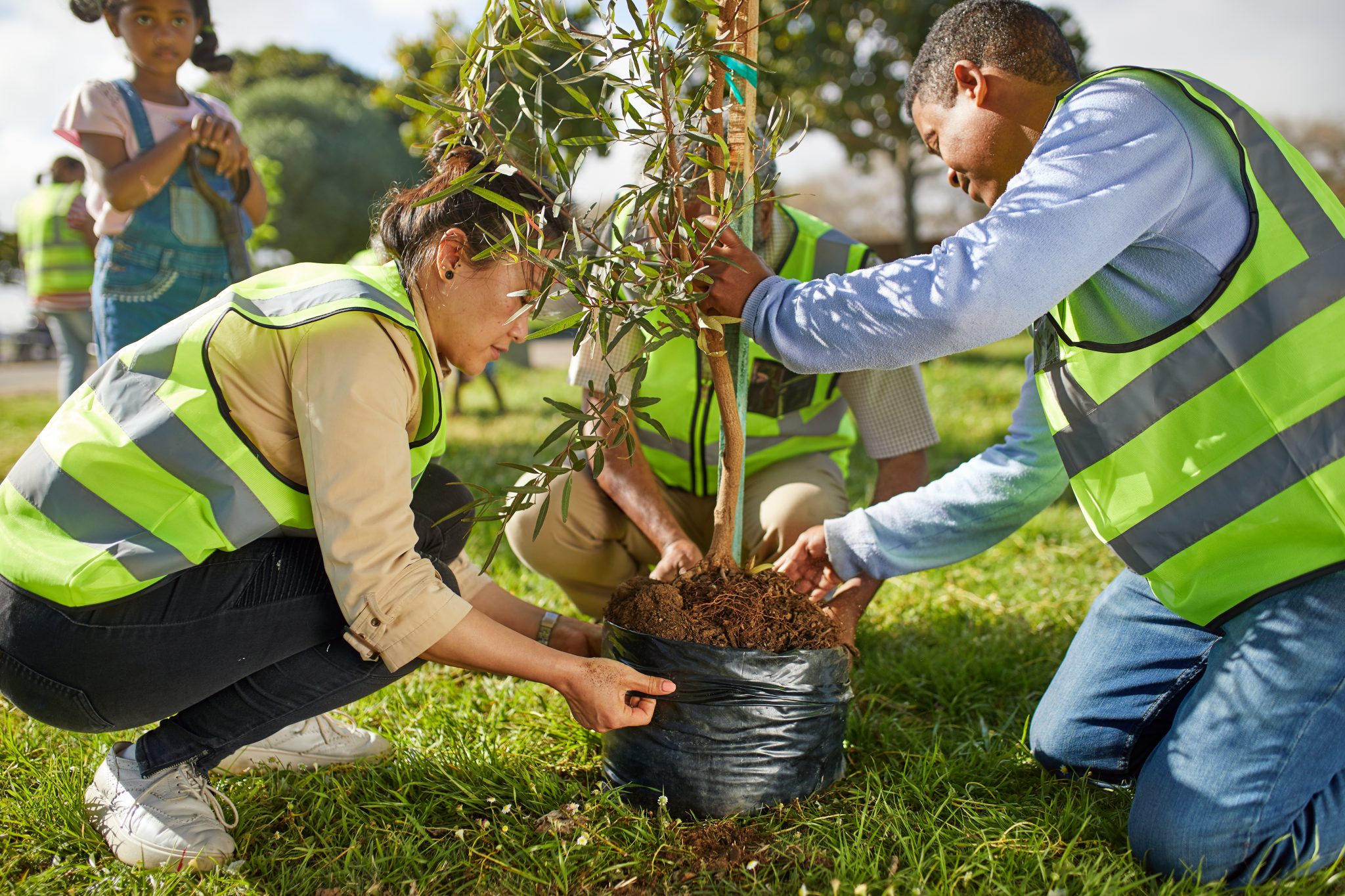 Street Trees 3: Planting the Trees - Alabama Cooperative Extension System