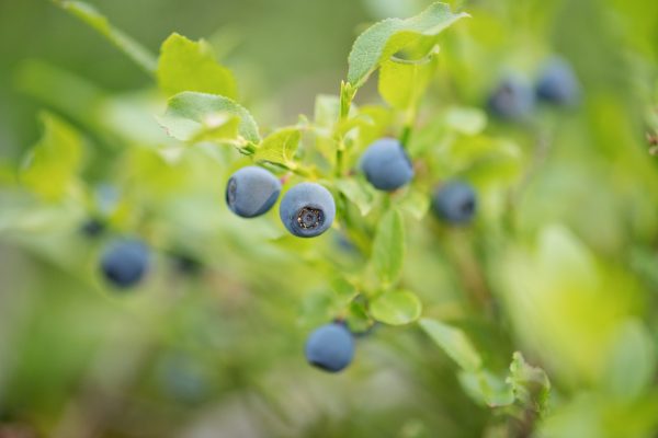 Close up of wild blueberry bushes