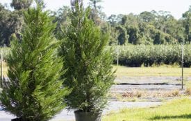 Leyland Cypress at the tree frm preparing to be loaded on the truck.