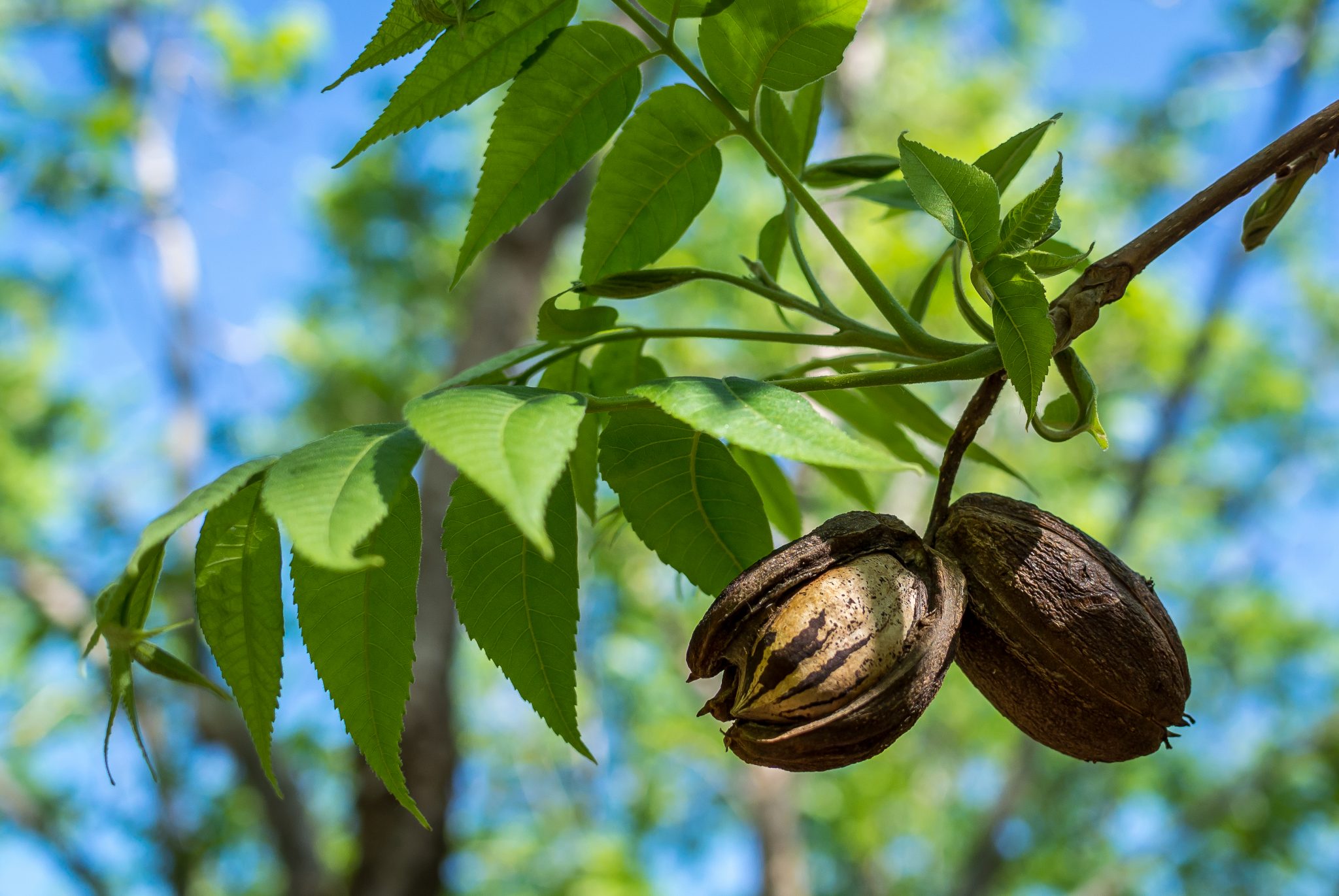 Pecan nuts from the previous season hanging among the new growth of spring.