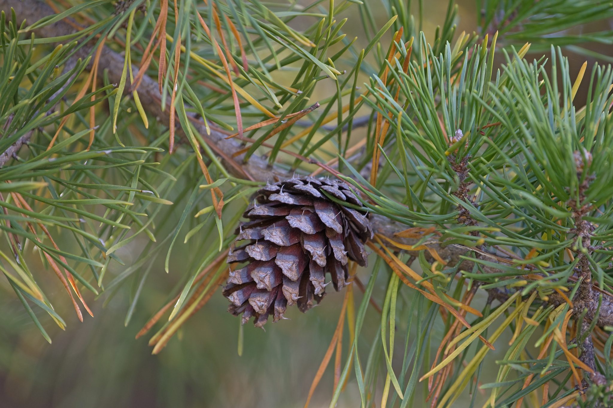 Loblolly pine (Pinus taeda). Called Bull Pine and Old-field Pine also. Twig with cone