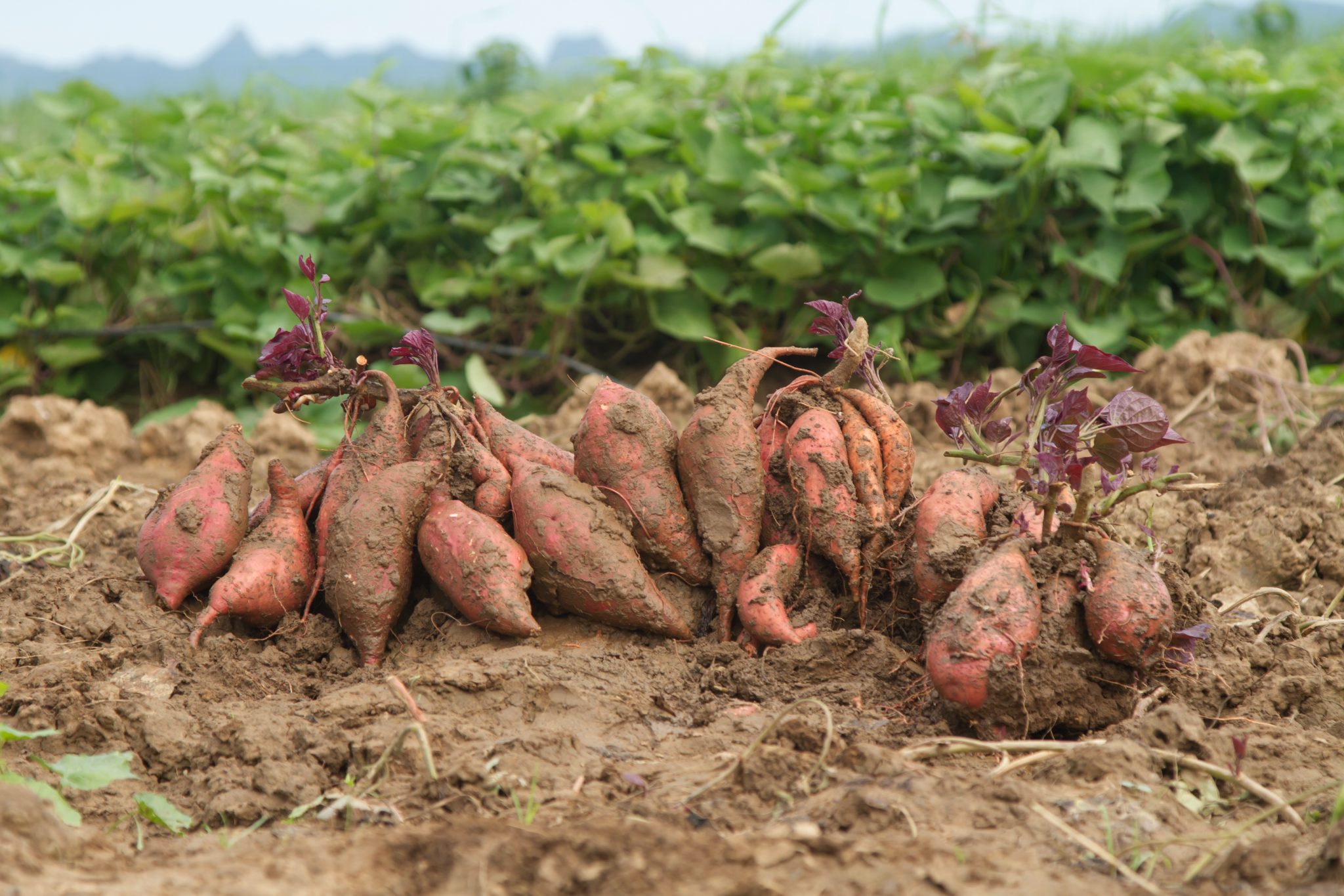 sweet potatoes at farm