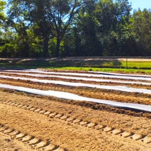 Figure 1. Embossed black polyethylene film with irrigation drip tape installed under the mulch.