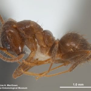 Figure 1. Under high magnification, TCA appear much hairier than the Argentine ant below.