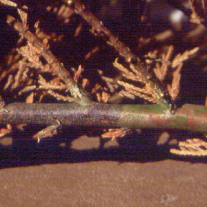 Figure 2. Discolored bark on limb of Leyland cypress damaged by Bot canker