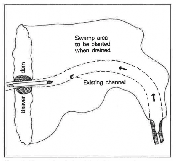Figure 1. Diagram for placing drain in beaver pond.
