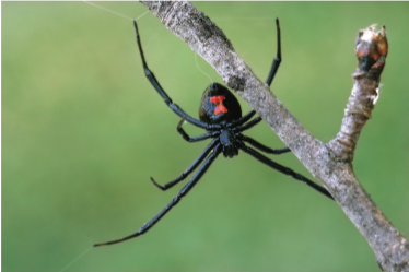 Figure 1. Black widow spider with red hourglass on abdomen
