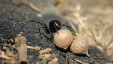 Figure 2. Dorsal view of a black widow female with egg sacs