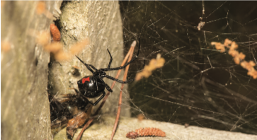 Black widow spider