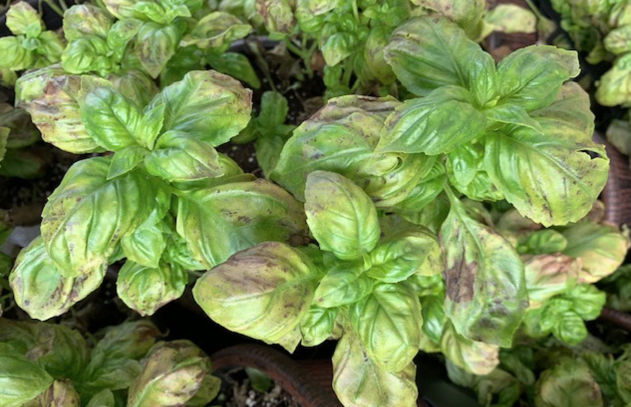 Basil downy mildew on transplants