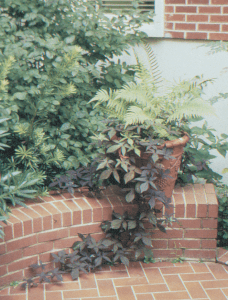 Plants in a large garden pot
