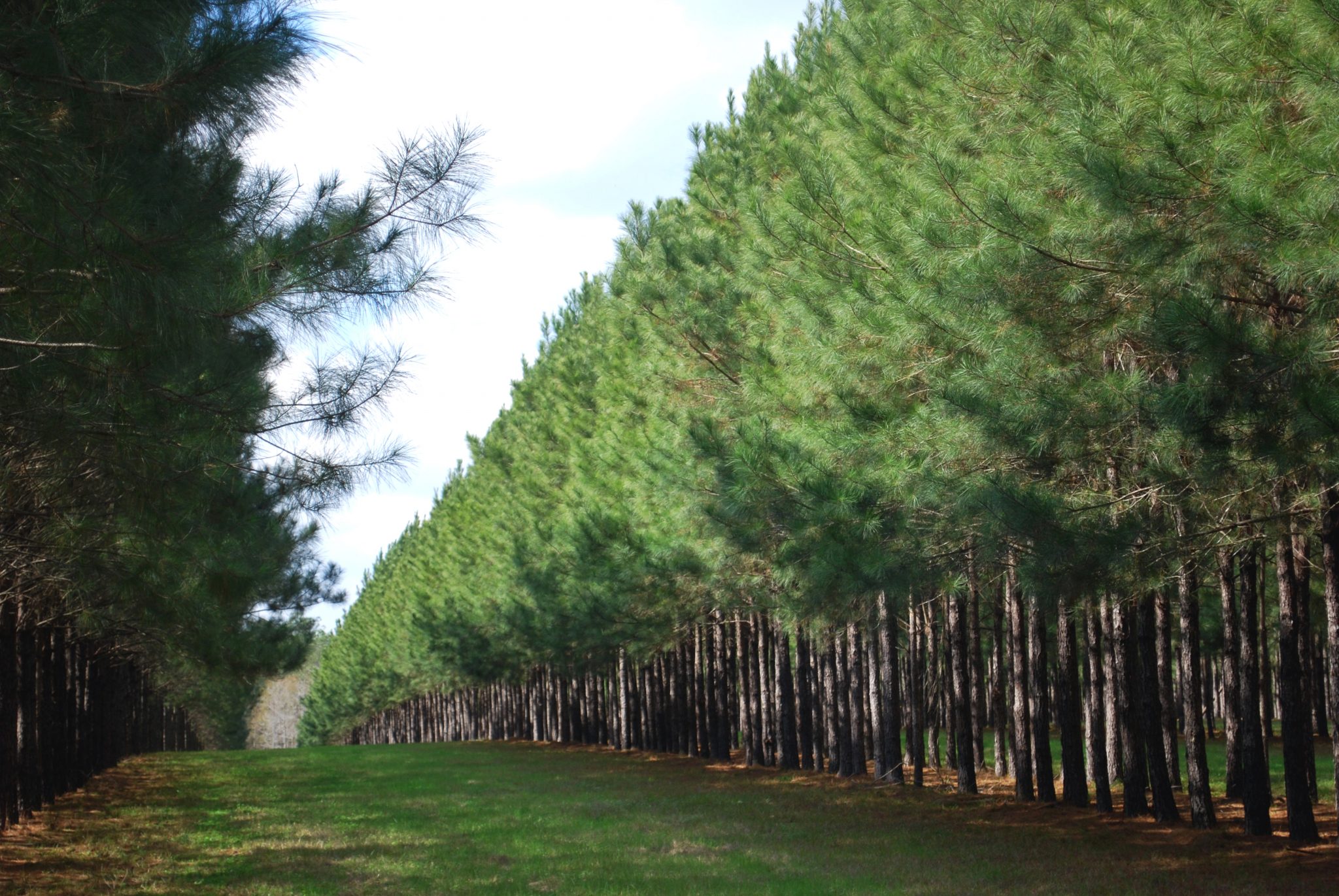 Pine trees planted in rows with large spaces between for livestock grazing.