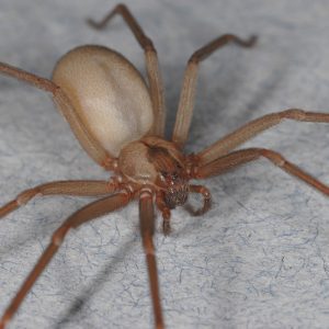 Figure 1. Brown recluse spider with a violin shape on the cephalothorax. Female on top; male on bottom. (Photo credit: Richard Vetter and Matt Bertone, North Carolina State University)