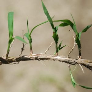 Figure 5. Cogongrass rhizome sprouts arising from buds on the rhizomes.