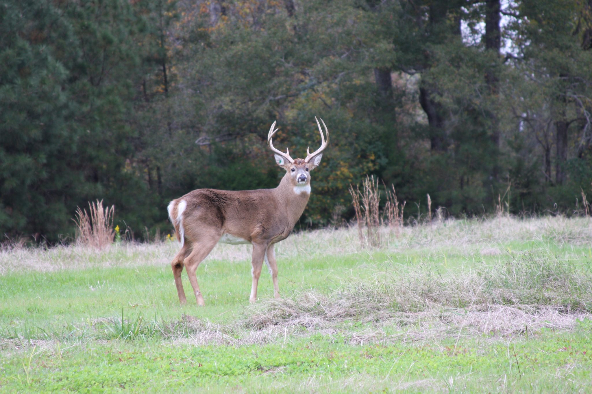 Figure 3. As a general rule of thumb, about 5 to 10 percent of your property should be put into food plots for white-tailed deer.