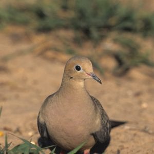 Figure 2. The mourning dove, Alabama’s most popular game bird, prefers plantings of small grains.