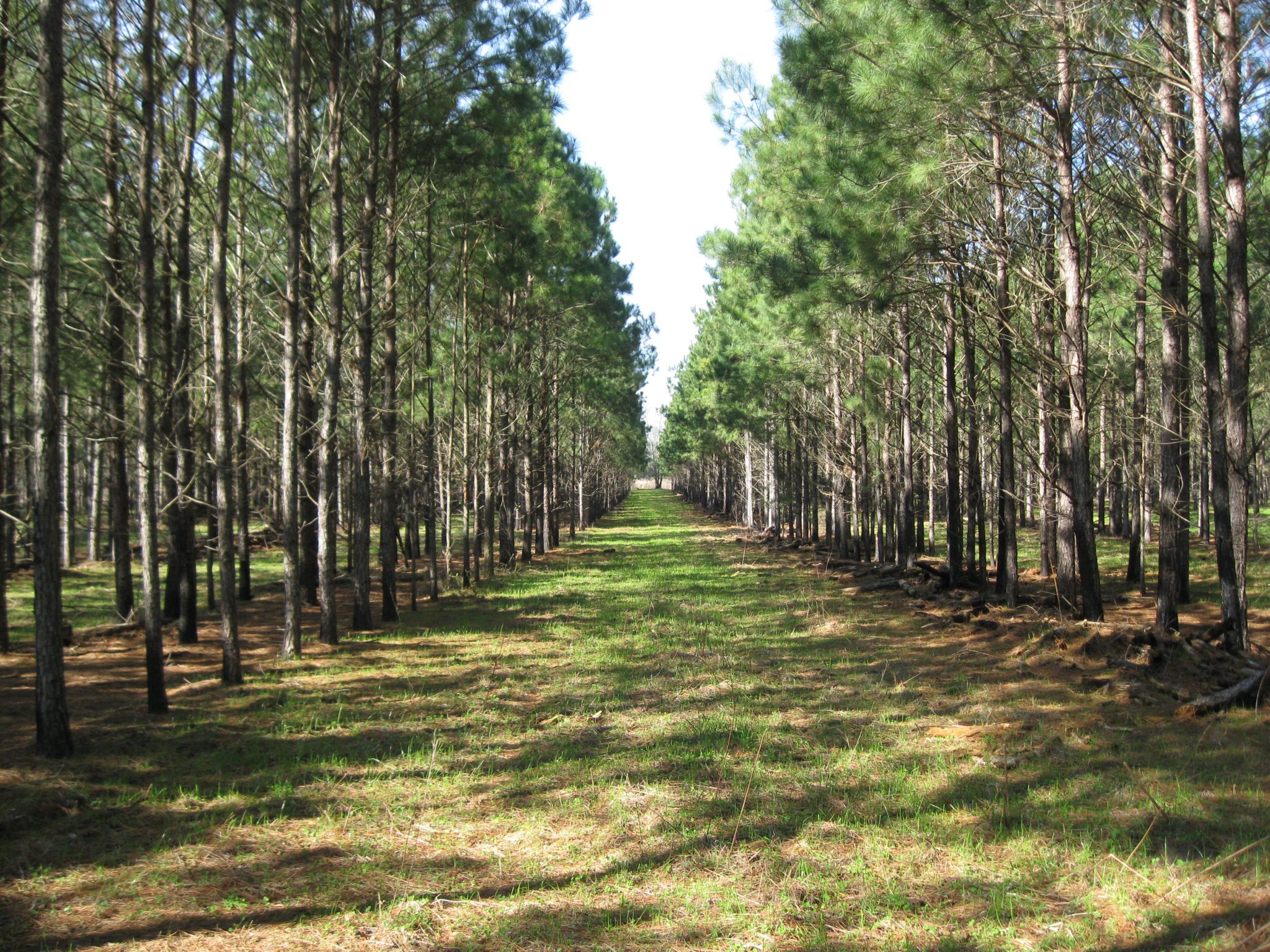 A longleaf pine stand and silvopasture.