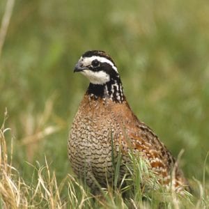 Figure 6. Native grasses such as big bluestem provide excellent cover for bobwhite quail.