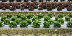 Lettuce growing on plastic mulch
