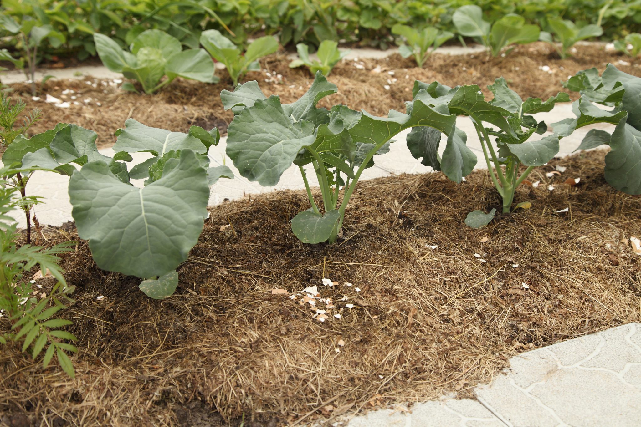 Basics Of Fall Vegetable Gardening Alabama Cooperative Extension