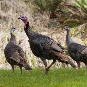 Figure 5. Food plots, especially if planted with chufa, can be used to attract turkeys.