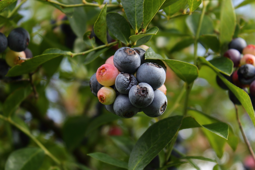 A bunch of blueberries on a bush.