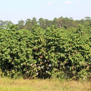 Figure 11. CLRDV-infected cotton exhibiting the triangular or pyramidal shape with elongated terminal shoots (accentuated verticality) with a dense leaf canopy. Notice the absence of blooms and open bolls in the upper canopy.