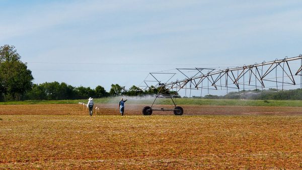 Pivot irrigation in a field