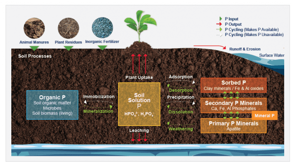 Figure 1. Soil phosphorus cycle. This figure illustrates the sources of phosphorous inputs in the soil, pathways through which phosphorus becomes available/ unavailable for plant uptake, and phosphorus outputs/ loss pathways.