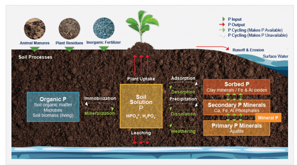 Image of Phosphorus in soil