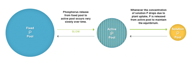 Figure 3. Phosphorus pools in the soil.