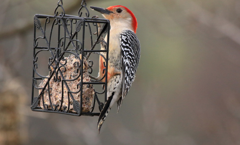 Red Bellied Woodpecker on Feeder