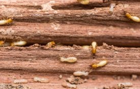 Termites on a piece of damaged wood.