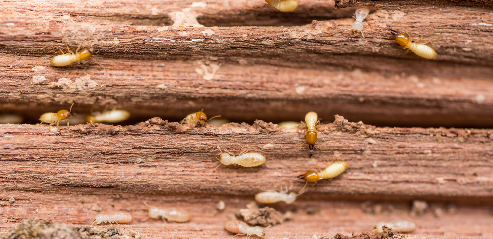 Termites on a piece of damaged wood.