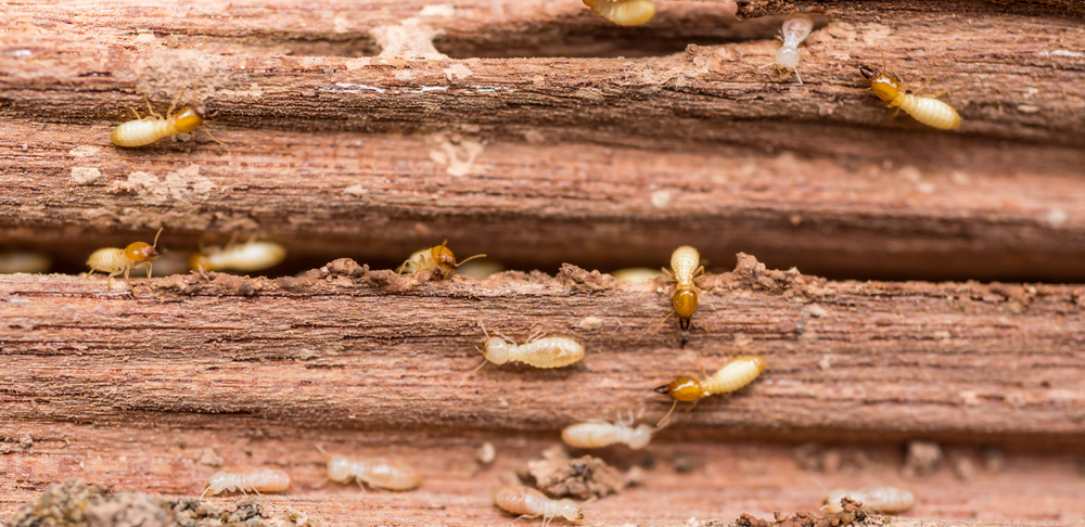 Termite Control