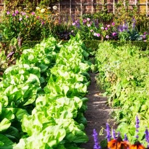 A vegetable garden in the summer time.