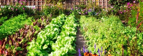 A vegetable garden in the summer time.