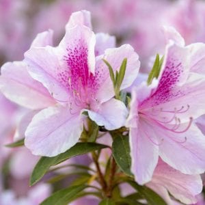 Azaleas